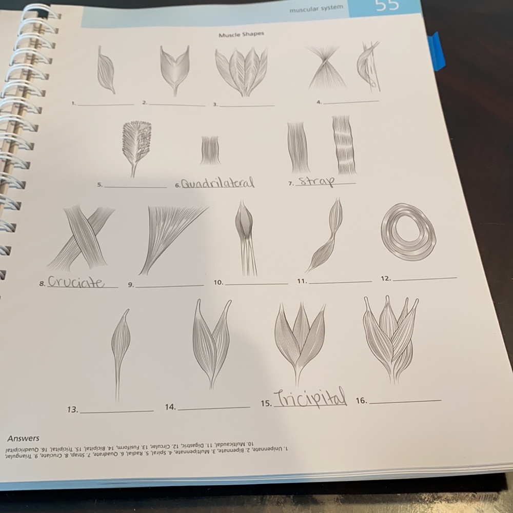 Anatomy practice book - Picture 11 of 13